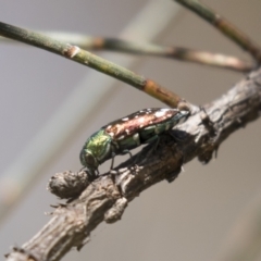 Diphucrania leucosticta (White-flecked acacia jewel beetle) at Holt, ACT - 5 Mar 2021 by AlisonMilton