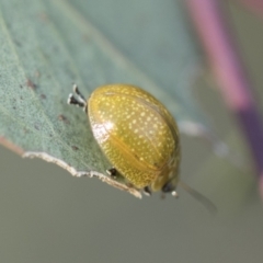 Paropsisterna cloelia (Eucalyptus variegated beetle) at Holt, ACT - 4 Mar 2021 by AlisonMilton