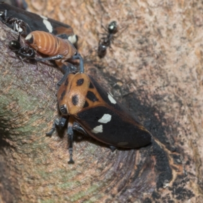 Eurymela fenestrata (Gum tree leafhopper) at Holt, ACT - 5 Mar 2021 by AlisonMilton