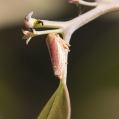Ipoella sp. (genus) (Leafhopper) at Holt, ACT - 4 Mar 2021 by AlisonMilton