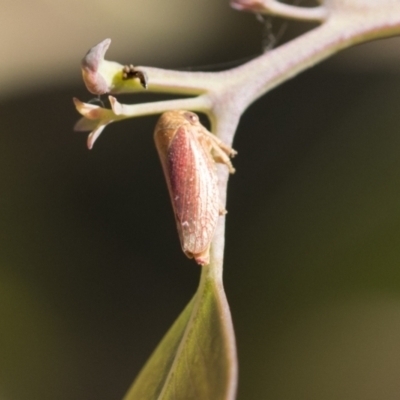 Ipoella sp. (genus) (Leafhopper) at Holt, ACT - 5 Mar 2021 by AlisonMilton