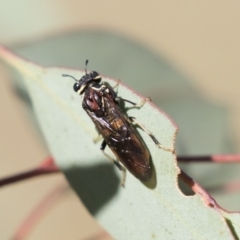 Pergagrapta sp. (genus) (A sawfly) at Holt, ACT - 4 Mar 2021 by AlisonMilton