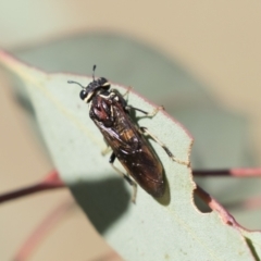 Pergagrapta sp. (genus) (A sawfly) at The Pinnacle - 4 Mar 2021 by AlisonMilton