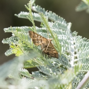 Nacoleia rhoeoalis at Holt, ACT - 5 Mar 2021