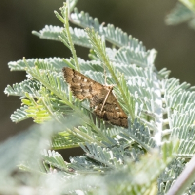 Nacoleia rhoeoalis (A Crambid moth (Spilomelinae) at The Pinnacle - 5 Mar 2021 by AlisonMilton