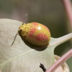Paropsisterna fastidiosa (Eucalyptus leaf beetle) at The Pinnacle - 4 Mar 2021 by AlisonMilton