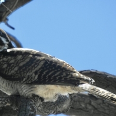 Eudynamys orientalis (Pacific Koel) at Aranda, ACT - 9 Mar 2021 by KMcCue