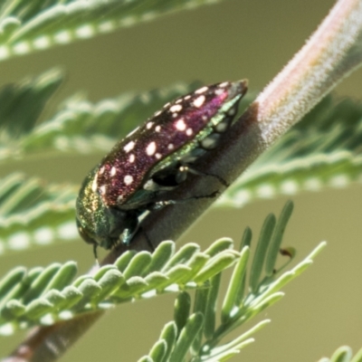 Diphucrania leucosticta (White-flecked acacia jewel beetle) at The Pinnacle - 5 Mar 2021 by AlisonMilton