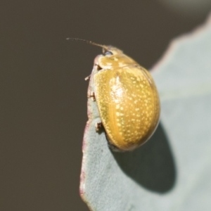 Paropsisterna cloelia at Holt, ACT - 5 Mar 2021