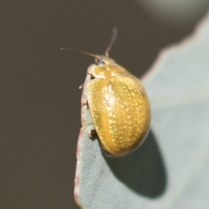 Paropsisterna cloelia at Holt, ACT - 5 Mar 2021