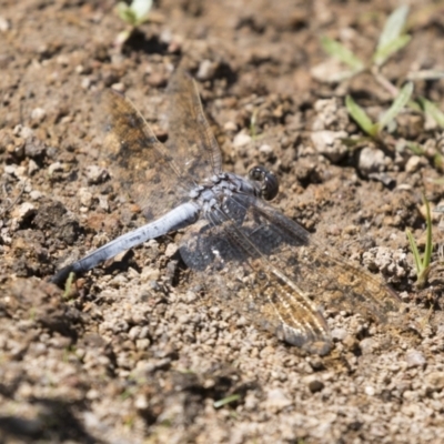 Orthetrum caledonicum (Blue Skimmer) at The Pinnacle - 5 Mar 2021 by AlisonMilton