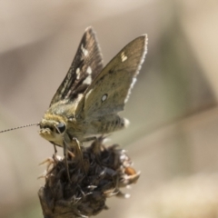 Trapezites luteus (Yellow Ochre, Rare White-spot Skipper) at Holt, ACT - 5 Mar 2021 by AlisonMilton