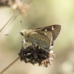 Trapezites luteus at Holt, ACT - 5 Mar 2021