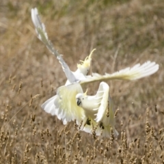 Cacatua galerita (Sulphur-crested Cockatoo) at Holt, ACT - 5 Mar 2021 by AlisonMilton