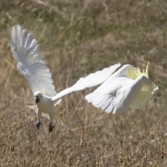 Cacatua galerita at Holt, ACT - 5 Mar 2021