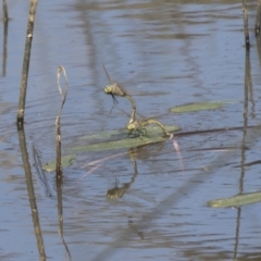 Anax papuensis (Australian Emperor) at The Pinnacle - 5 Mar 2021 by AlisonMilton