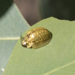 Paropsisterna cloelia at Holt, ACT - 5 Mar 2021