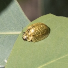 Paropsisterna cloelia at Holt, ACT - 5 Mar 2021