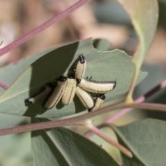 Paropsisterna cloelia at Holt, ACT - 5 Mar 2021