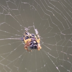 Austracantha minax (Christmas Spider, Jewel Spider) at The Pinnacle - 5 Mar 2021 by AlisonMilton