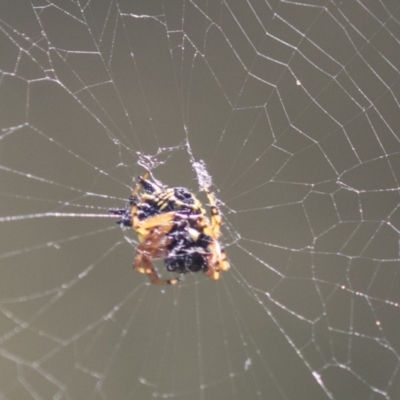 Austracantha minax (Christmas Spider, Jewel Spider) at The Pinnacle - 5 Mar 2021 by AlisonMilton