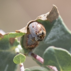 Paropsisterna m-fuscum (Eucalyptus Leaf Beetle) at The Pinnacle - 5 Mar 2021 by AlisonMilton