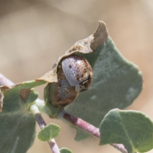 Paropsisterna m-fuscum at Holt, ACT - 5 Mar 2021