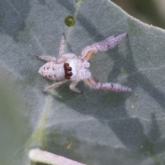 Opisthoncus grassator (Jumping spider) at Holt, ACT - 5 Mar 2021 by AlisonMilton