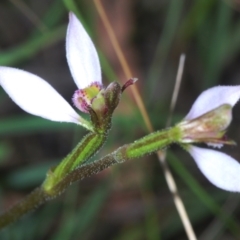 Eriochilus cucullatus (Parson's Bands) at Paddys River, ACT - 6 Mar 2021 by Harrisi