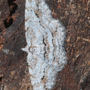 Didymoctenia exsuperata at Paddys River, ACT - 6 Mar 2021