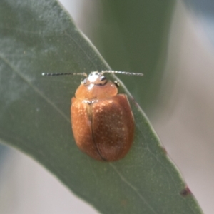 Paropsisterna cloelia at Holt, ACT - 5 Mar 2021