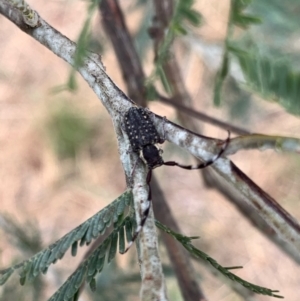 Ancita marginicollis at Murrumbateman, NSW - 8 Mar 2021