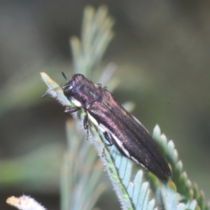 Agrilus hypoleucus at Stromlo, ACT - 7 Mar 2021