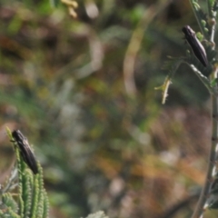 Agrilus hypoleucus at Stromlo, ACT - 7 Mar 2021