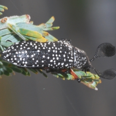 Rhipicera femorata (Feather-horned beetle) at Stromlo, ACT - 7 Mar 2021 by Harrisi