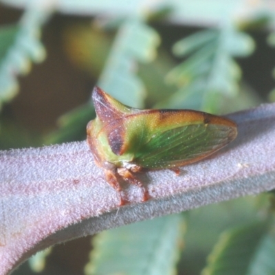 Sextius virescens (Acacia horned treehopper) at Stromlo, ACT - 7 Mar 2021 by Harrisi