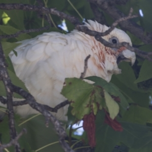 Cacatua sanguinea at Phillip, ACT - 9 Mar 2021