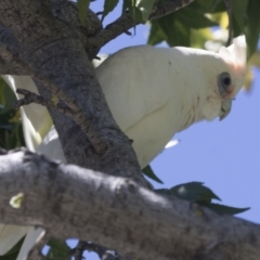 Cacatua sanguinea at Phillip, ACT - 9 Mar 2021