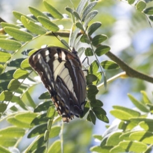 Charaxes sempronius at Phillip, ACT - 9 Mar 2021