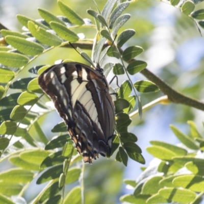 Charaxes sempronius (Tailed Emperor) at Phillip, ACT - 9 Mar 2021 by AlisonMilton