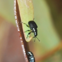 Euops sp. (genus) (A leaf-rolling weevil) at Stromlo, ACT - 7 Mar 2021 by Harrisi