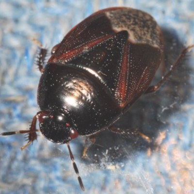 Cydnidae (family) (Burrower bug) at Belconnen, ACT - 7 Mar 2021 by Harrisi