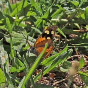 Heteronympha merope at Tuggeranong DC, ACT - 9 Mar 2021 01:25 PM