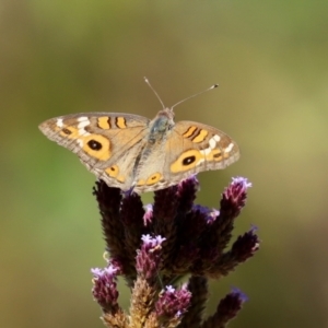 Junonia villida at Gordon, ACT - 9 Mar 2021