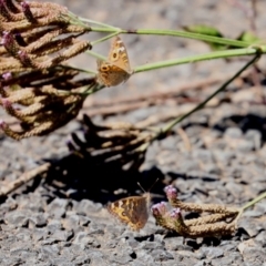 Junonia villida at Gordon, ACT - 9 Mar 2021