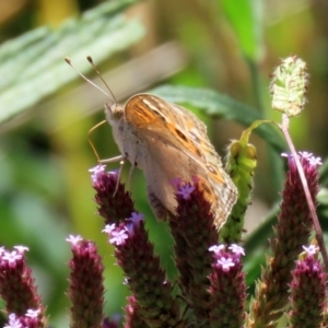 Junonia villida at Gordon, ACT - 9 Mar 2021 01:11 PM