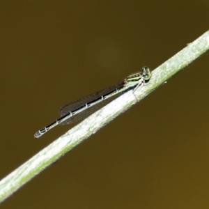 Austroagrion watsoni at Gordon, ACT - 9 Mar 2021 12:58 PM