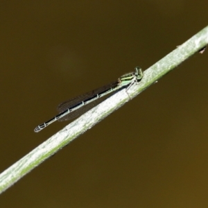 Austroagrion watsoni at Gordon, ACT - 9 Mar 2021 12:58 PM