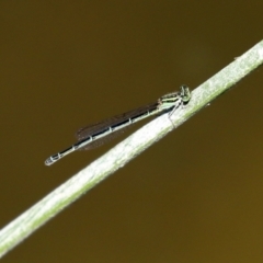 Austroagrion watsoni at Gordon, ACT - 9 Mar 2021