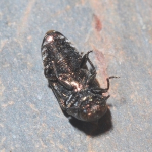 Diphucrania sp. (genus) at Stromlo, ACT - 7 Mar 2021